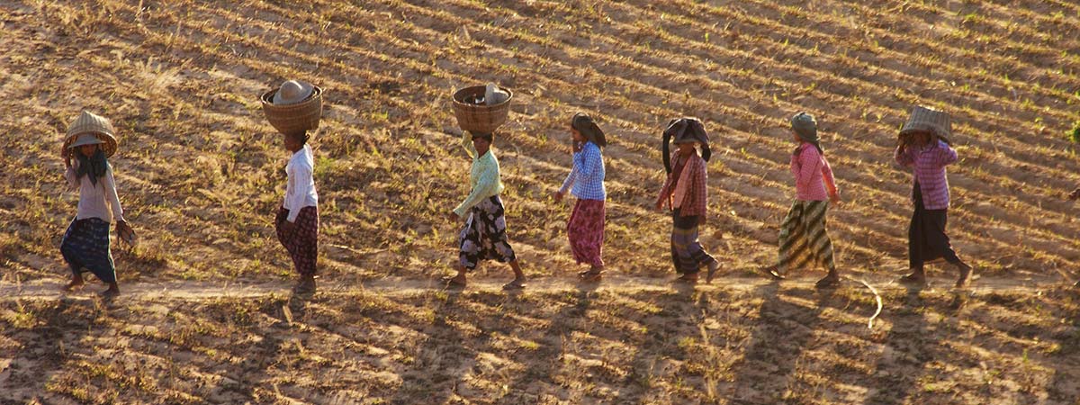 Bauern in Myanmar tragen ihre Ernte vom Feld.
