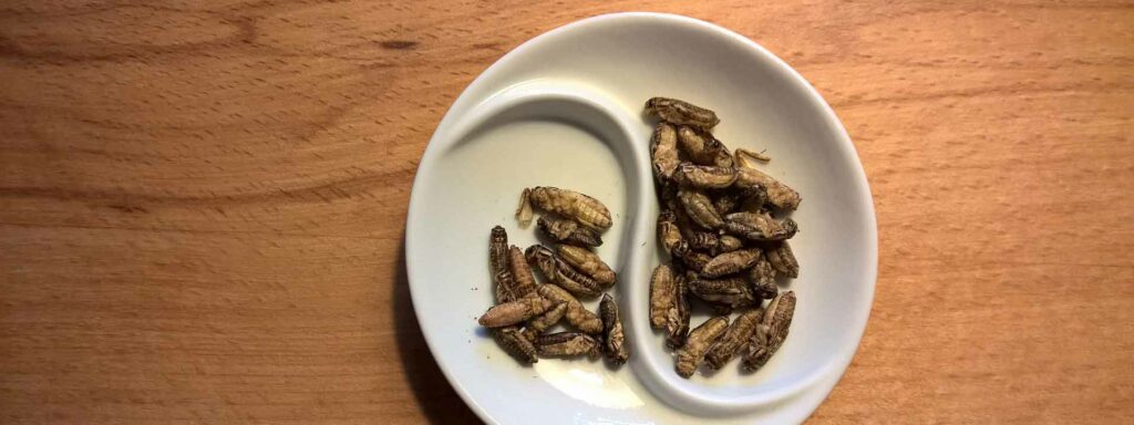 Insektennahrung - gegrillte Grillen als Proteinquelle