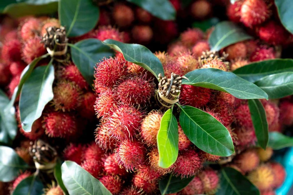 Exotische Frucht: Rambutan