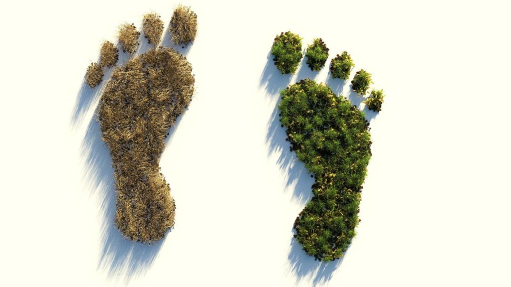 Zwei Fußspuren, eine gefüllt mit ausgetrockneten Pflanzen, die andere mit frischen Pflanzen