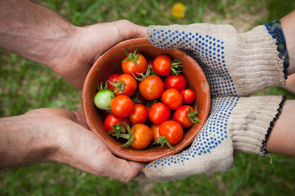 Schale mit Tomaten wird von vier Händen gehalten