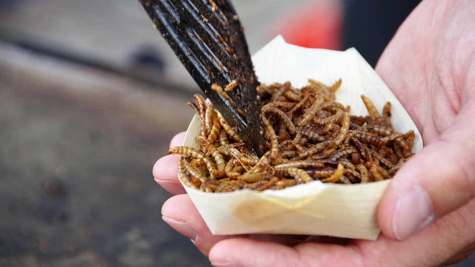 Insekten in Snackschale