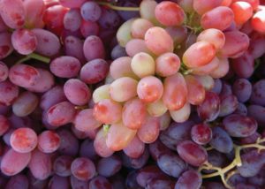 Rote Weintrauben: besser frisch als vergoren, gehören auch zu lila Lebensmitteln.