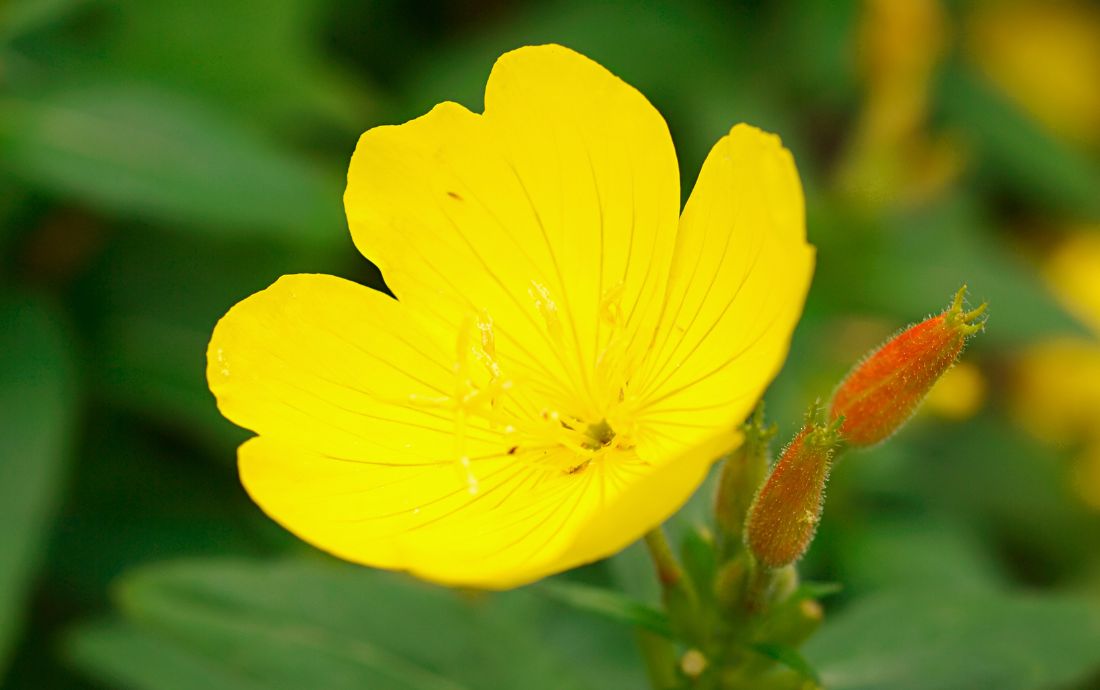 Die Nachtkerze ist die Heilpflanze 2026.