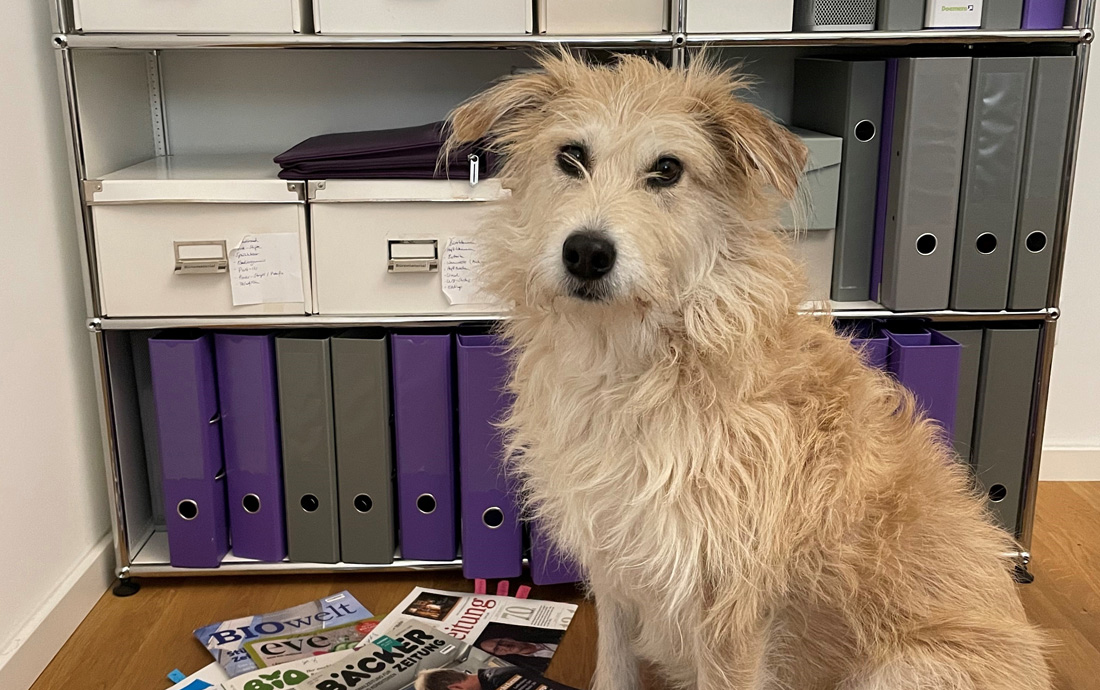 Bürohund: ein Gewinn für alle