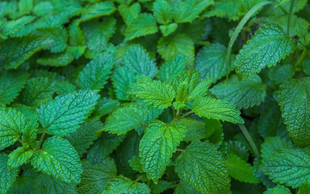 Melisse: Pflanze mit Heilwirkung