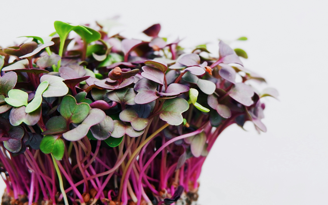 Microgreens: Winzige Kraftpakete auf dem Vormarsch