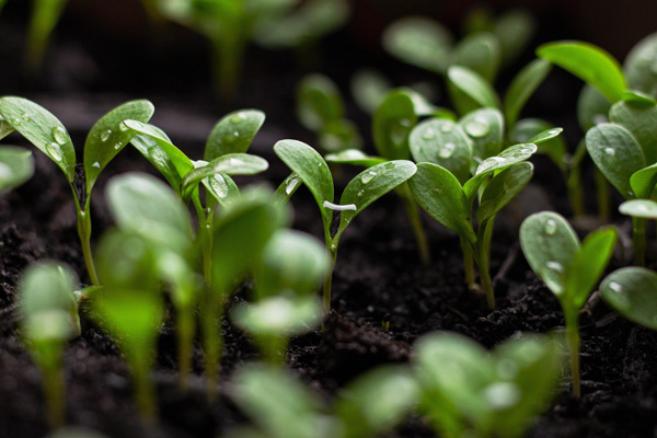 Nachhaltigkeit wird auch 2026 zu den Food Trends gehören.