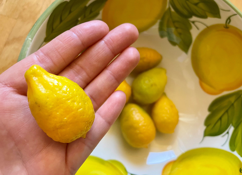 Snack-Zitronen in einer Schüssel, eine Hand, die eine Snack-Zitrone hält